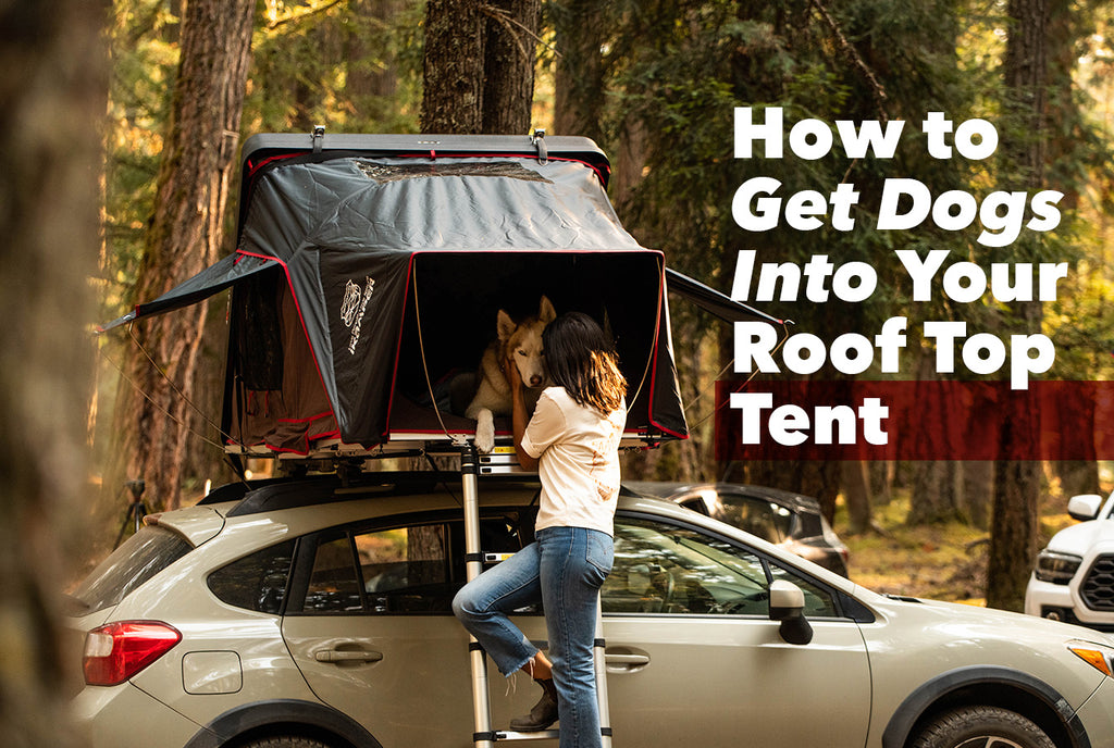 How to Get Dogs Into Your Roof Top Tent